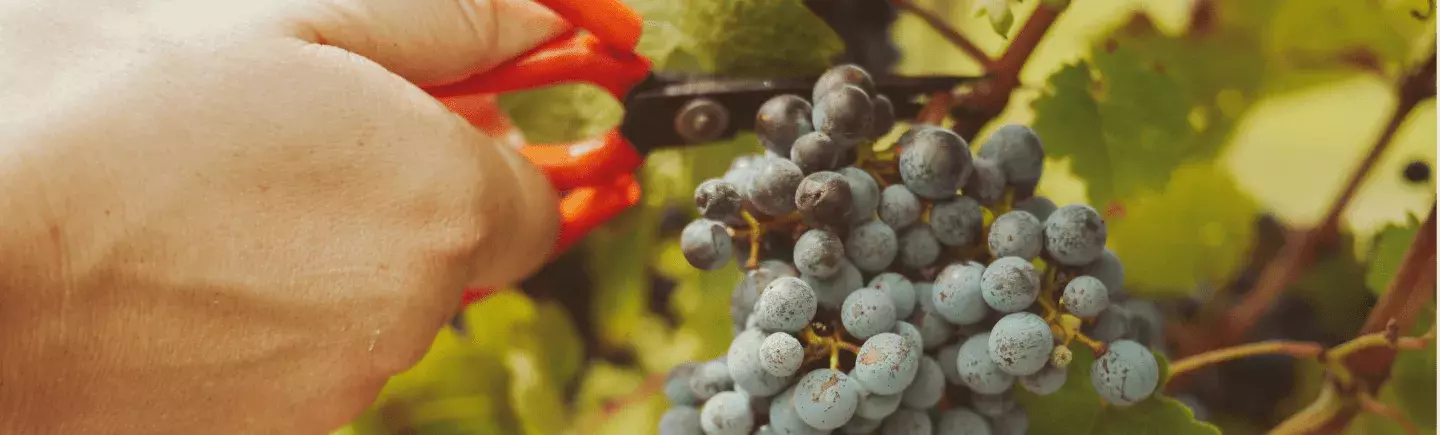 Os Nossos Vinhos