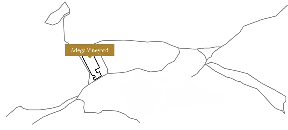 Adega vineyard